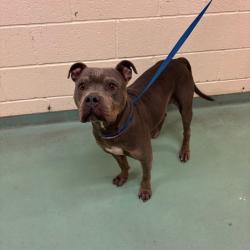 Shelter Stray Female Dog last seen , 2350 Appling City Cove, Memphis, TN 38133, USA