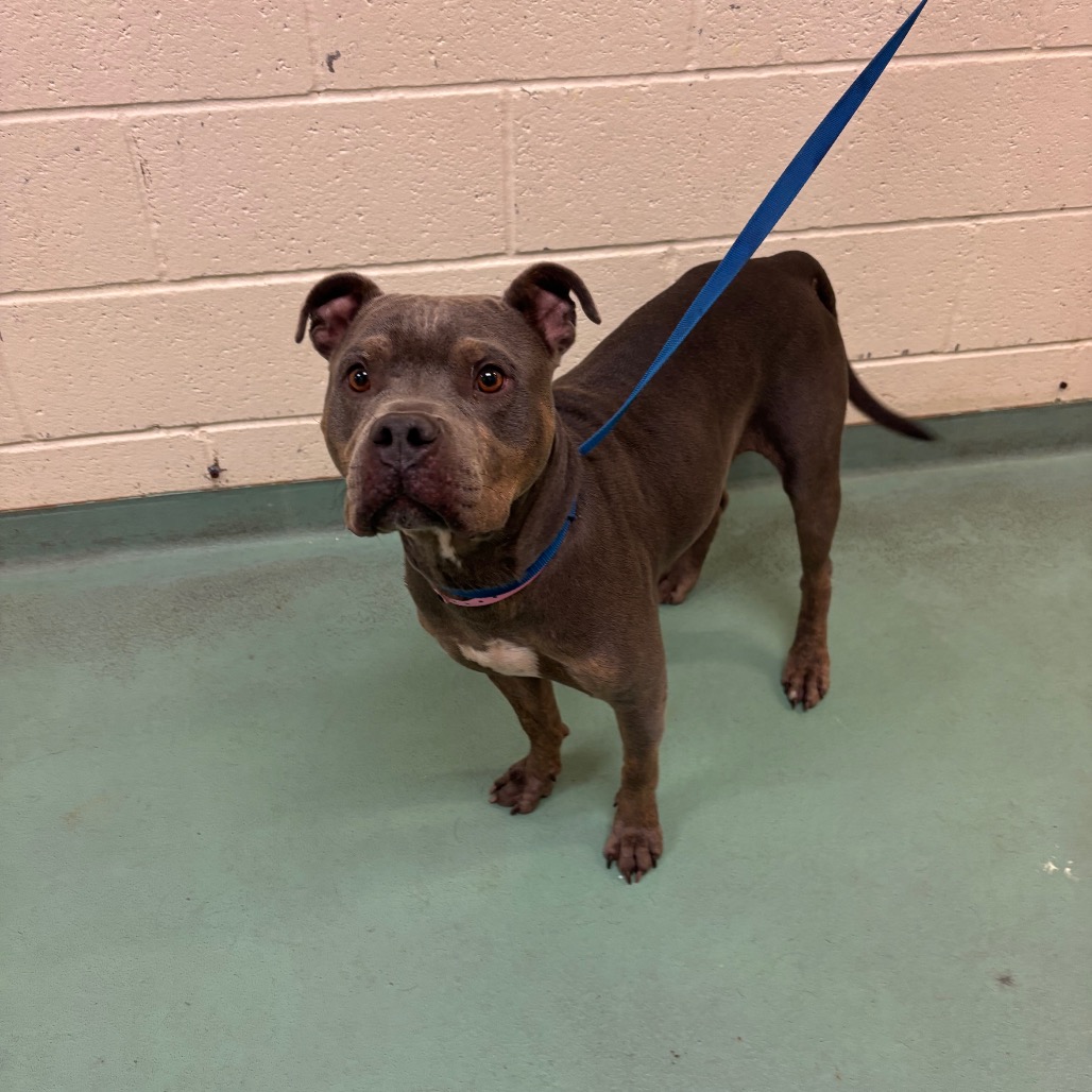 Shelter Stray Female Dog last seen , 2350 Appling City Cove, Memphis, TN 38133, USA