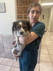 Found/Stray Female Dog last seen Between 53 and 56, Huntington Park, CA 90255