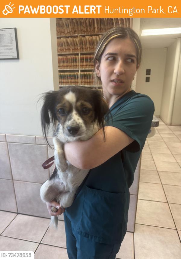 Found/Stray Female Dog last seen Between 53 and 56, Huntington Park, CA 90255