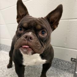 Shelter Stray Female Dog last seen , 244 Georgetown Rd, Jacksonville, NC 28540, USA