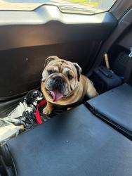 Reunited Male Dog last seen Hogan st near loves gas station, Dallas, TX 75232