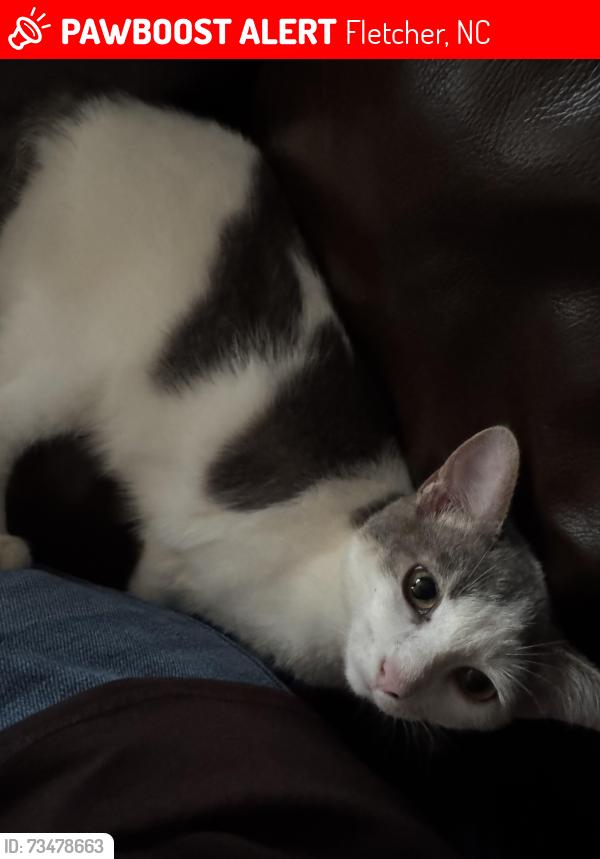Lost Male Cat last seen Youngs gap Rd, Fletcher, NC 28732