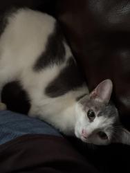 Lost Male Cat last seen Youngs gap Rd, Fletcher, NC 28732