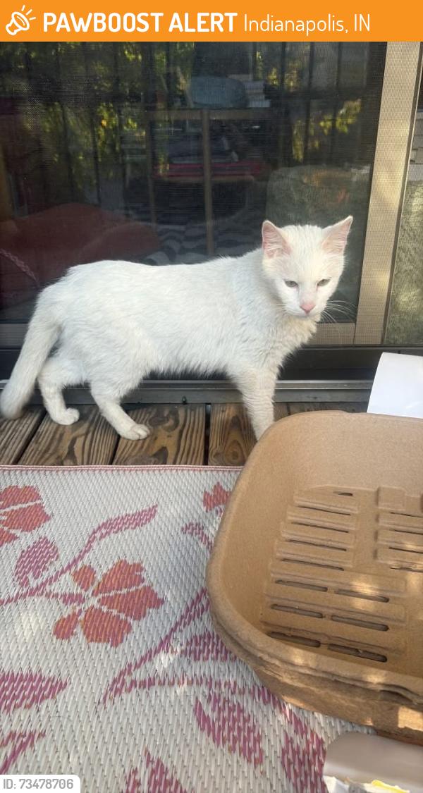 Found/Stray Male Cat last seen Banta and Bluff Road, Indianapolis, IN 46217