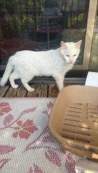 Found/Stray Male Cat last seen Banta and Bluff Road, Indianapolis, IN 46217