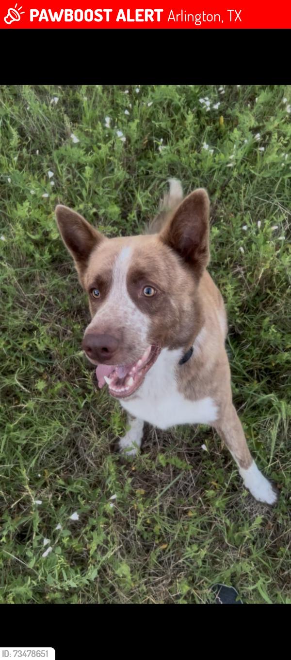 Lost Male Dog last seen Matlock and Eden, Arlington, TX 76002