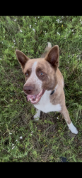 Lost Male Dog last seen Matlock and Eden, Arlington, TX 76002
