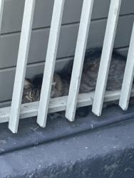 Reunited Female Cat last seen Treat Ave and 25th St, San Francisco, CA 94110