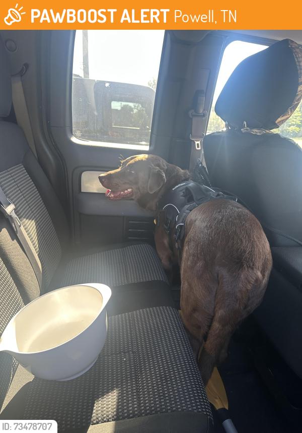 Found/Stray Male Dog last seen Emory road, Powell, TN 37849