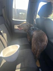 Found/Stray Male Dog last seen Emory road, Powell, TN 37849
