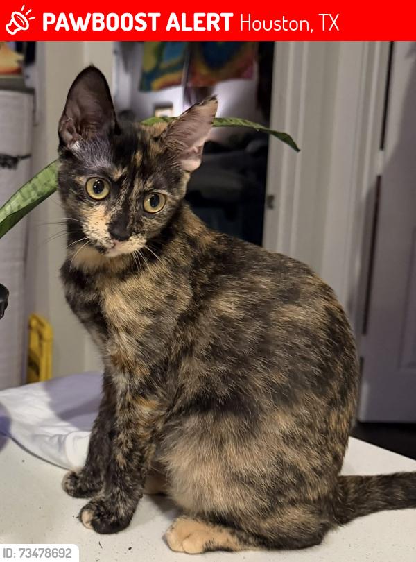 Lost Female Cat last seen Hardy Yards apmts, Houston, TX 77026