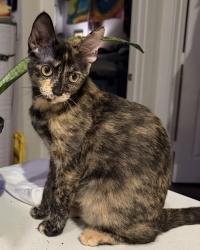 Lost Female Cat last seen Hardy Yards apmts, Houston, TX 77026