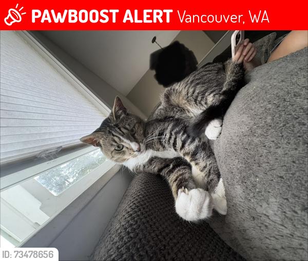 Lost Male Cat last seen Near th court, Vancouver, WA 98685