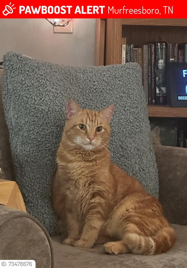 Lost Male Cat last seen Carol Drive off Hwy 96 between Brinkley and Veterans Pkwy intersection, Murfreesboro, TN 37128
