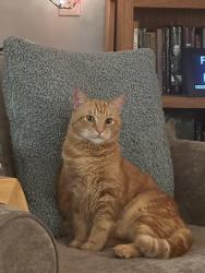 Lost Male Cat last seen Carol Drive off Hwy 96 between Brinkley and Veterans Pkwy intersection, Murfreesboro, TN 37128