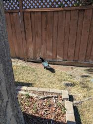 Found/Stray Unknown Bird last seen Keltner Ave, San Jose, CA 95117