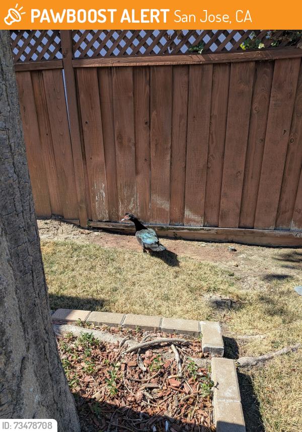 Found/Stray Unknown Bird last seen Keltner Ave, San Jose, CA 95117