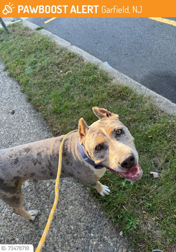 Found/Stray Female Dog last seen Dog was brought to Garfield NJ Police dept. Found on Wendy terrace, Garfield, NJ 07026