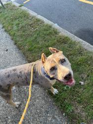 Found/Stray Female Dog last seen Dog was brought to Garfield NJ Police dept. Found on Wendy terrace, Garfield, NJ 07026