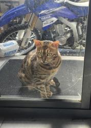 Reunited Male Cat last seen Taylor street Ngunnawal, Ngunnawal, ACT 2913