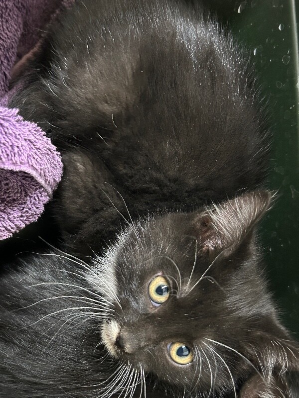 Shelter Stray Female Cat last seen Near E 475 N, North Salt Lake, UT 84054, USA, 1422 E 600 N, Fruit Heights, UT 84037, USA