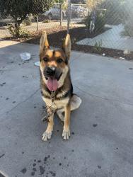 Found/Stray Male Dog last seen Robidoux St, Los Angeles, CA 90744