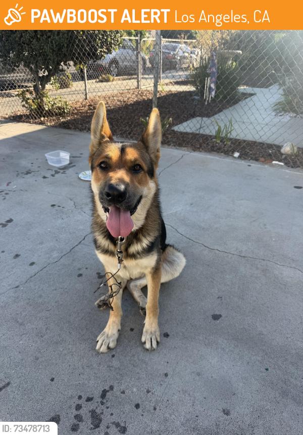 Found/Stray Male Dog last seen Robidoux St, Los Angeles, CA 90744