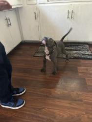 Reunited Male Dog last seen Locust, Milwaukee, WI 53210