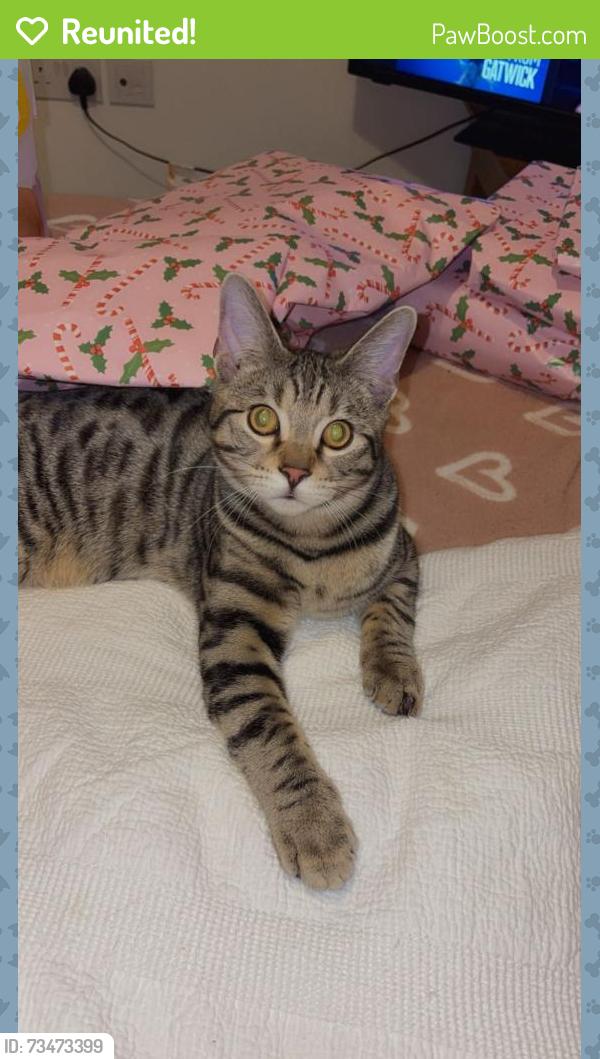 Reunited Male Cat last seen Duke Street kidderminster, Worcestershire, England DY10 2JL