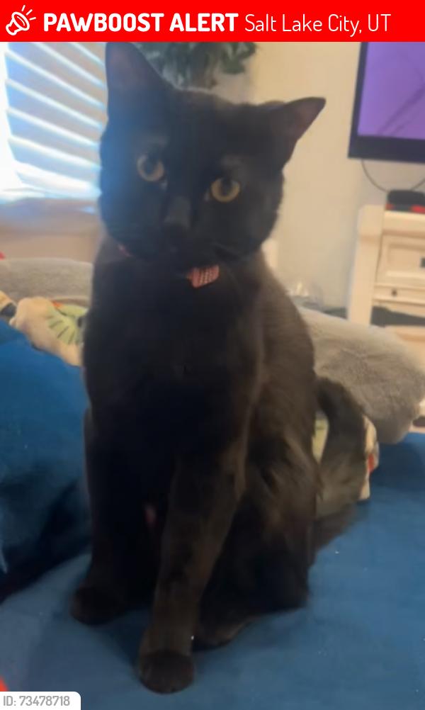 Lost Female Cat last seen Cemetery, Salt Lake City, UT 84103