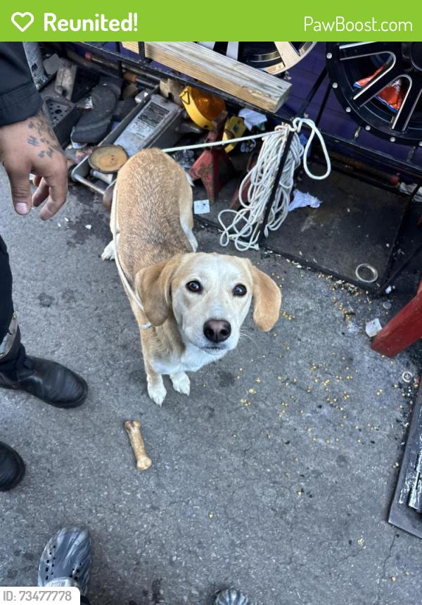 Reunited Female Dog last seen 11416, ozone park, Queens, NY 11416