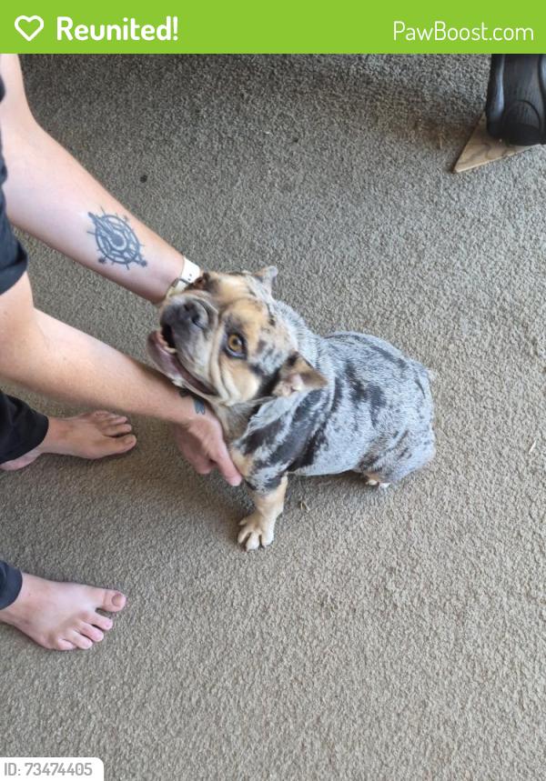 Reunited Female Dog last seen Moki Rd & Truchas Rd, Apple Valley, CA 92308