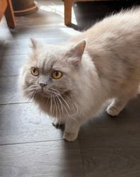 Reunited Female Cat last seen Fallbrook Neighborhood, Elk Grove, CA 95624