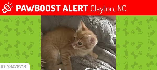 Lost Male Cat last seen Near long cove court, Clayton, NC 27527