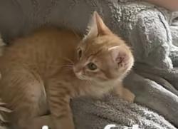 Lost Male Cat last seen Near long cove court, Clayton, NC 27527