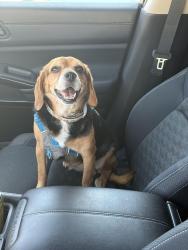 Reunited Female Dog last seen Wheatland ave, Los Angeles, CA 91040