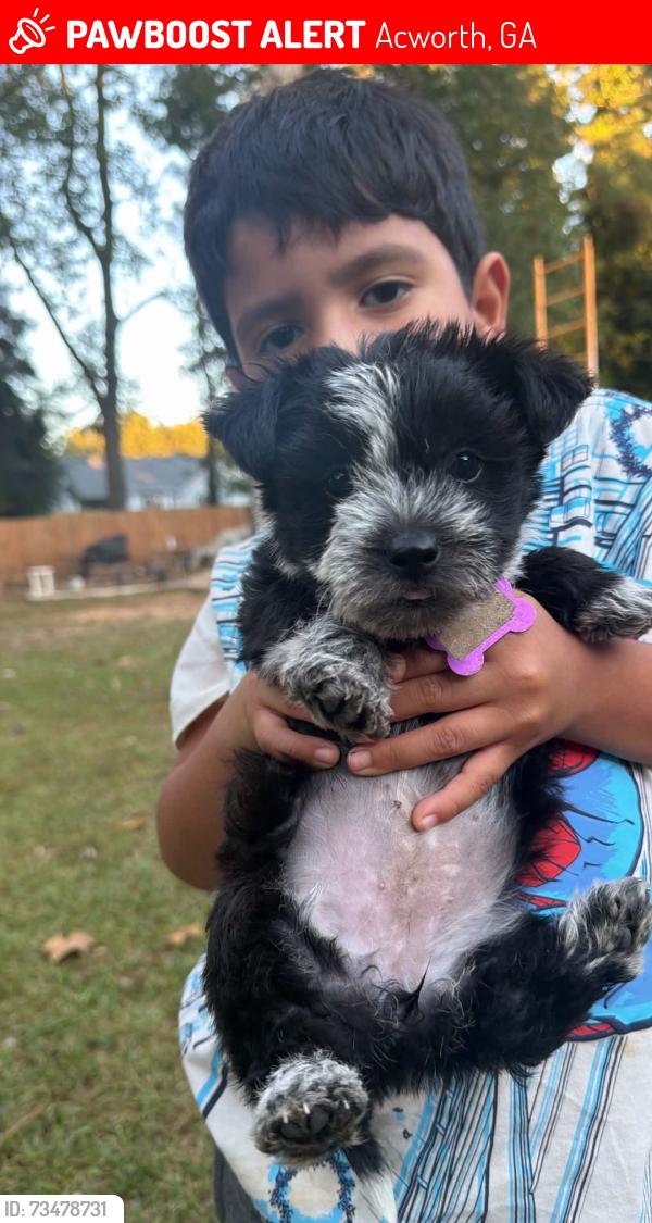 Lost Female Dog last seen Kellog Creek, Acworth, GA 30102