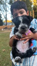 Lost Female Dog last seen Kellog Creek, Acworth, GA 30102
