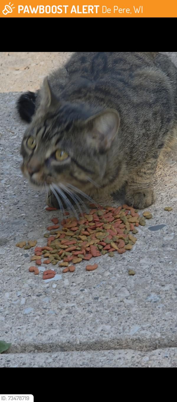 Found/Stray Male Cat last seen Hockers, De Pere, WI 54115
