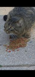 Found/Stray Male Cat last seen Hockers, De Pere, WI 54115