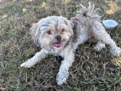 Reunited Male Dog last seen Near E Laurel St Compton CA 90221, Compton, CA 90221