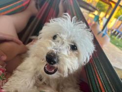 Lost Male Dog last seen Gethsemane United Methodist Church, Columbus, OH 43232