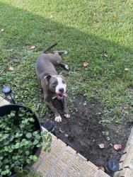 Found/Stray Female Dog last seen Youpon and Klondike are, Northwest Pensacola, FL 32526