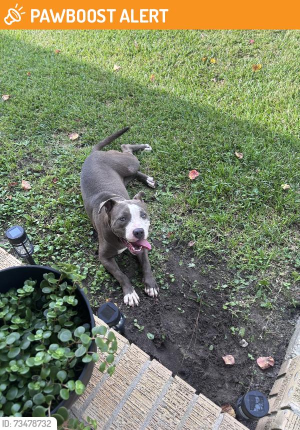 Found/Stray Female Dog last seen Youpon and Klondike are, Northwest Pensacola, FL 32526