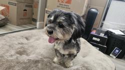 Reunited Male Dog last seen Washington and Transom, Las Vegas, NV 89128