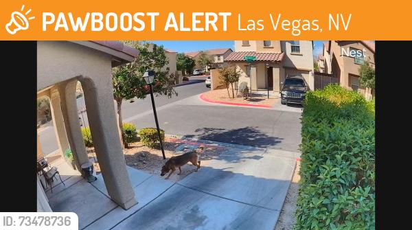Found/Stray Unknown Dog last seen Craig and Tenaya, Las Vegas, NV 89129