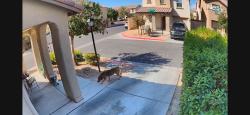 Found/Stray Unknown Dog last seen Craig and Tenaya, Las Vegas, NV 89129