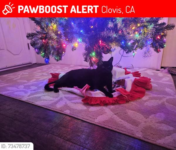 Lost Male Cat last seen Fowler & Gettysburg, Clovis, CA 93611