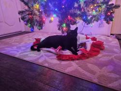 Lost Male Cat last seen Fowler & Gettysburg, Clovis, CA 93611
